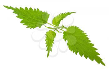 Nettle isolated on a white background