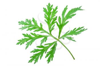 Wormwood (absinthium)leaf