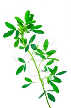 Medicinal plant: Melilotus officinalis (Yellow Sweet Clower)herb