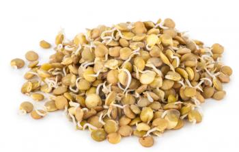 sprouted lentils
