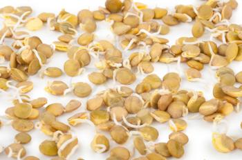Sprouted lentils