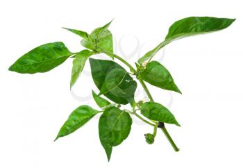  young branch of pepper with green leaf