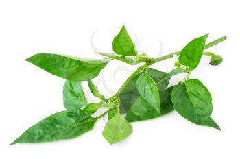 young branch of pepper with green leaf