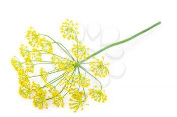 Dill Umbel Isolated 