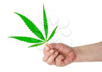Marijuana leaves in hand