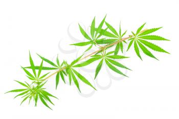  Cannabis (marijuana) plants