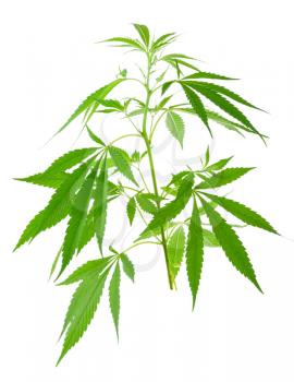 Cannabis (marijuana) plants