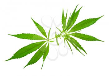 Cannabis (marijuana) plants