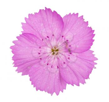 Pink carnation (Dianthus carthusianorum) flowers