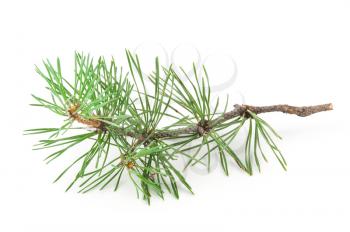 Pine branch