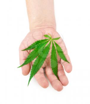 Marijuana leaves in hand