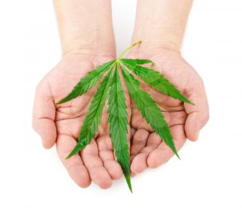 Marijuana leaves in hands