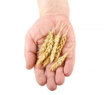 Hand holding wheat ears