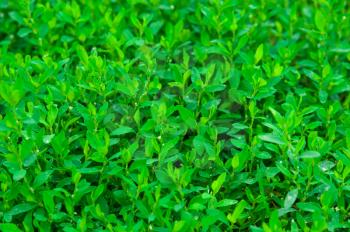 Green knotgrass 