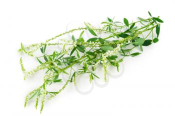 White sweet clover (Melilotus officinalis) wild flower