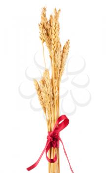 Ears of wheat tied with red ribbon
