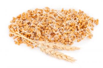 wheat germ with ears