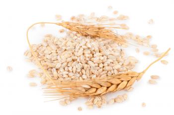 Pearl barley with spikelets