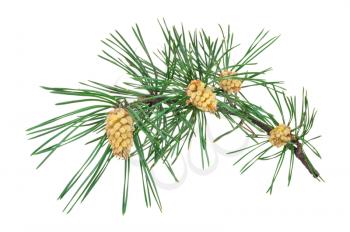 A flowering pine branch