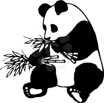 Royalty Free Clipart Image of a Panda Eating Bamboo