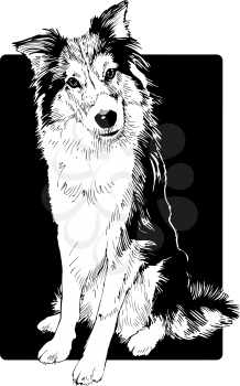 Royalty Free Clipart Image of a Collie