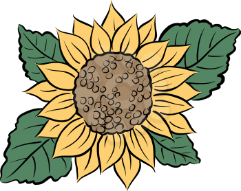 Sunflowercolor Clipart
