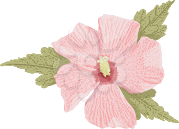 Royalty Free Clipart Image of a Pink Hibiscus