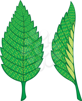 Royalty Free Clipart Image of Mint Leaves