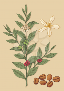 Royalty Free Clipart Image of a Plant and Coffee Beans