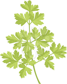 Royalty Free Clipart Image of a Sprig of Parsley