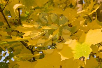 Autumn - yellow leaves over blurred colorful background (shallow DOF)