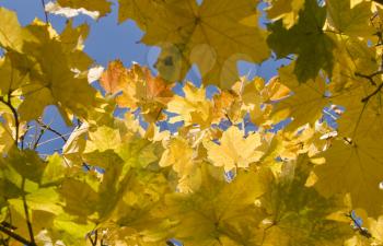 Autumn. Yellow maple leaves over blue sky. Useful as seasonal background