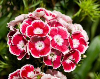 Beautiful carnation or pink flowers in the flowerbed