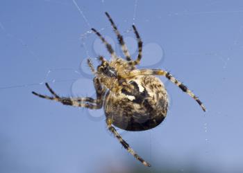 Big spider on the web over blue background (sky)