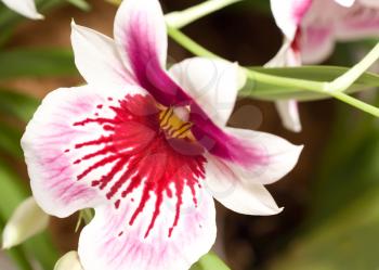 Close-up of cymbidium orchid blossom (orchidaceae) in Keukenhof park