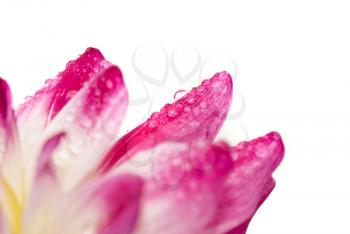 Closeup of dahlia petal with water droplet over white
