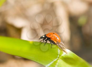 Close-up of ladybird on grass. Spring comes. 