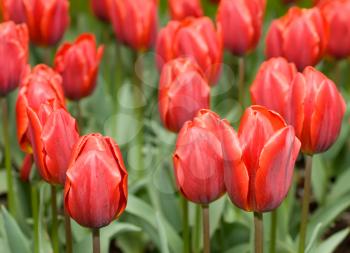 Close-up of red Dutch tulips flowerbed in Keukenhof park in Holland