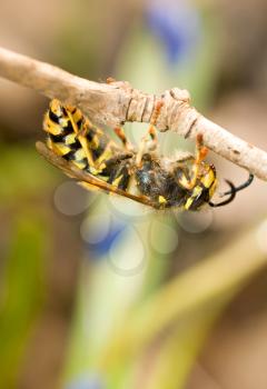 Close-up of wasp on thin branch in spring