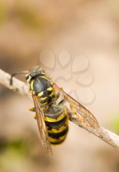 Close-up of large wasp on thin branch in spring. Macro