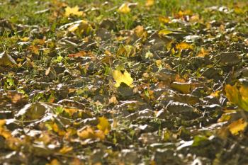 Colorful Autumn - Maple Leaves are falling on the ground. Useful as seasonal background