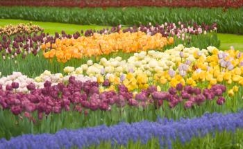 Colorful Dutch tulips in Keukenhof park in spring in Holland