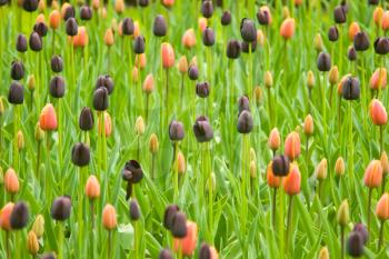 Dutch colorful tulips in Keukenhof park in Holland