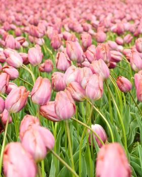 Dutch pink tulips in Keukenhof park in Holland