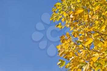 Fall. Yellow maple leaves and blue sky useful as autumn background