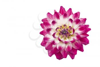 Flowers. Close-up of pink dahlia (georgina), isolated over white