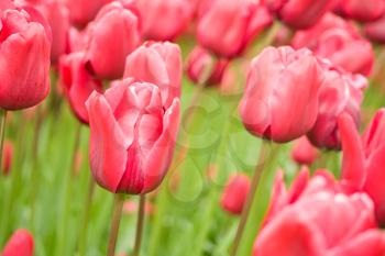 Dutch tulips, Flowers in keukenhof park in Holland