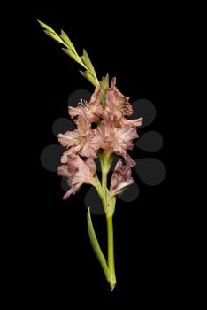 Gladiolus flower brunch over black background