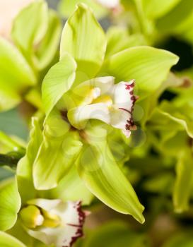 Green Cymbidium or orchid flower bud in Keukenhof park