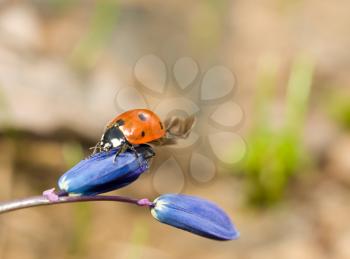 Ladybird on snowdrop flower. Spring has come